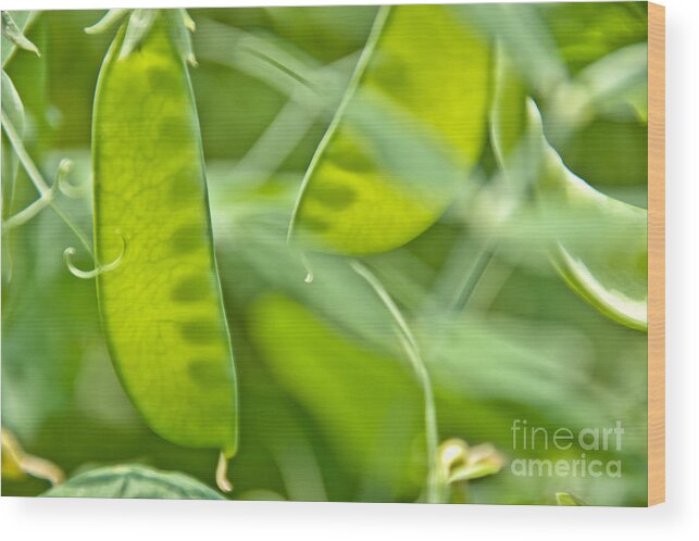 Peas Wood Print featuring the photograph Peas in a Pod by Cheryl Baxter