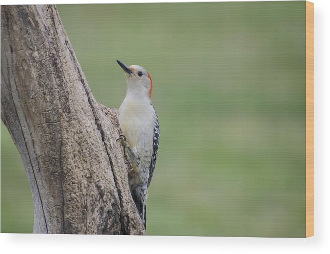 Woodpecker Wood Print featuring the photograph Pecker by Heather Applegate