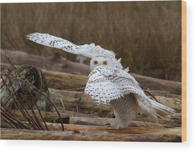 Snowy Owl Wood Print featuring the photograph Peek a Boo by Shari Sommerfeld