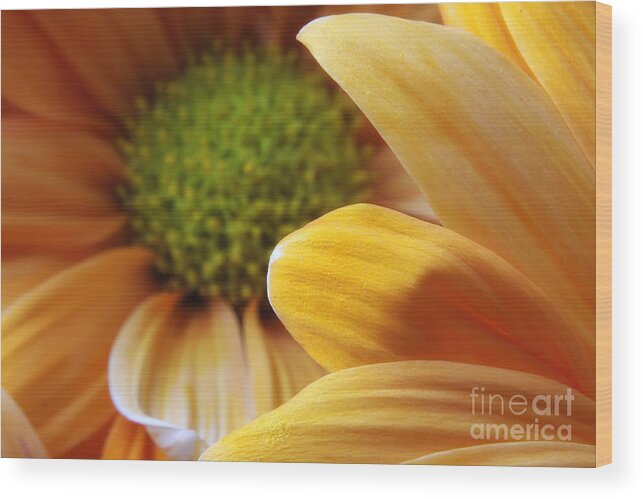 Petals Wood Print featuring the photograph Peeking through by Rick Kuperberg Sr