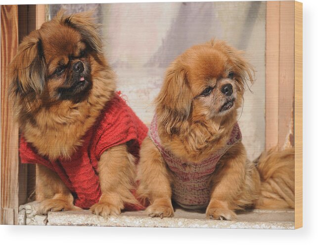 Pekingese Wood Print featuring the photograph Pekingese Pair by Jeremy Voisey