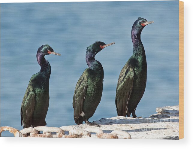 Animal Wood Print featuring the photograph Pelagic Cormorants by Anthony Mercieca