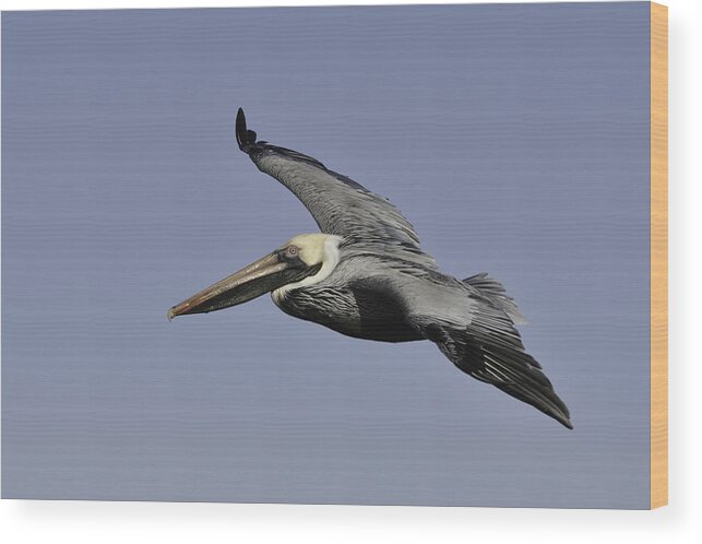 Pelican Wood Print featuring the photograph Pelican in Flight by Bradford Martin
