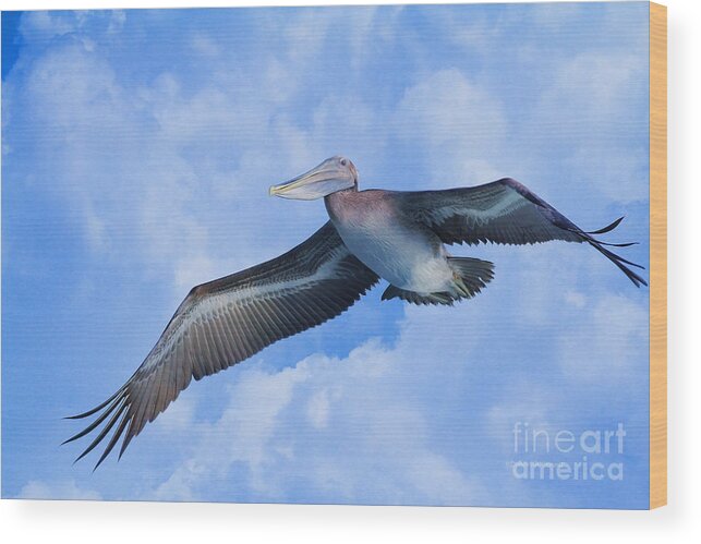 Pelican Wood Print featuring the photograph Pelican in the clouds by Deborah Benoit