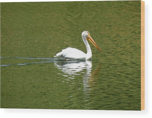 Colorado Wood Print featuring the photograph Pelican Reflection on Lake by Marilyn Burton