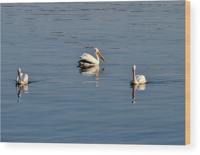 Pelican Wood Print featuring the photograph Pelican Trio by Kim Hymes