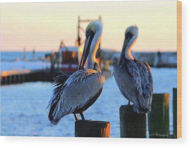 Pelican Wood Print featuring the photograph Pelicans by Debra Forand