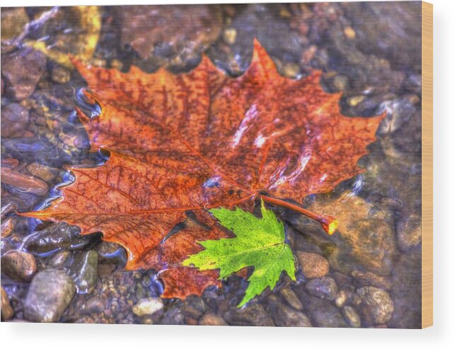 Pennsylvania Wood Print featuring the photograph Pennsylvania Country Roads - Autumn Colorfest in the Creek No. 1 - Marsh Creek Adams County by Michael Mazaika