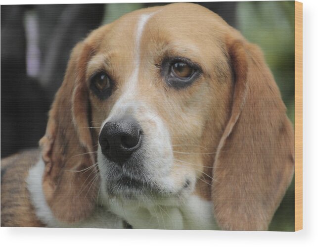 Beagle Wood Print featuring the photograph The Beagle named Penny by Valerie Collins