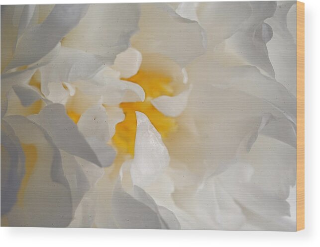 Flower Wood Print featuring the photograph Peoni Beauti by Darcy Dietrich
