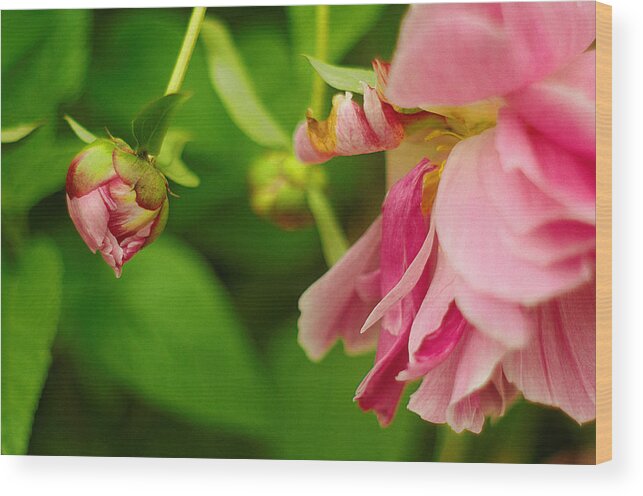 Peony Wood Print featuring the photograph Peony Flower with Bud by Suzanne Powers