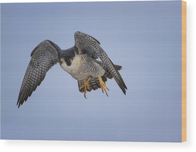 Canada Wood Print featuring the photograph Peregrine Falcon by Gary Hall