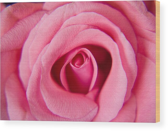 Pink Wood Print featuring the photograph Perfect Pink Rose by Lisa Chorny