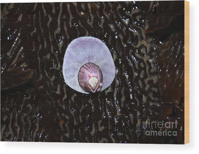 Barnacle Wood Print featuring the photograph Perfectly Attached Barnacle and Sand Dollar by Debra Thompson