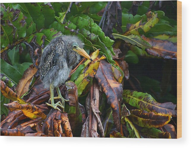 Green Heron Wood Print featuring the photograph Personification by Leda Robertson