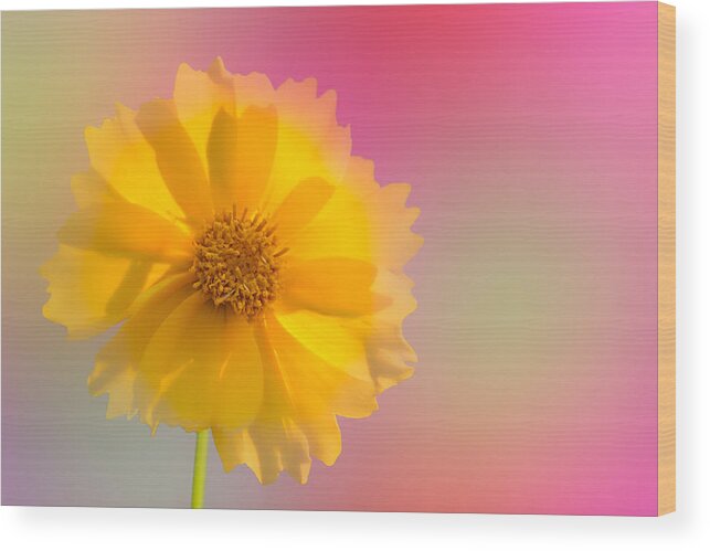 Fred Larson Wood Print featuring the photograph Petals of Sunshine by Fred Larson