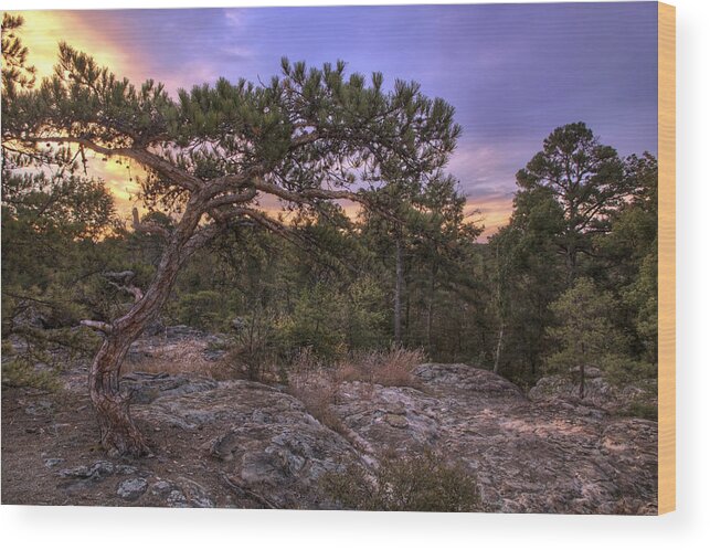 Petit Jean Wood Print featuring the photograph Petit Jean Mountain Bonsai Tree - Arkansas by Jason Politte