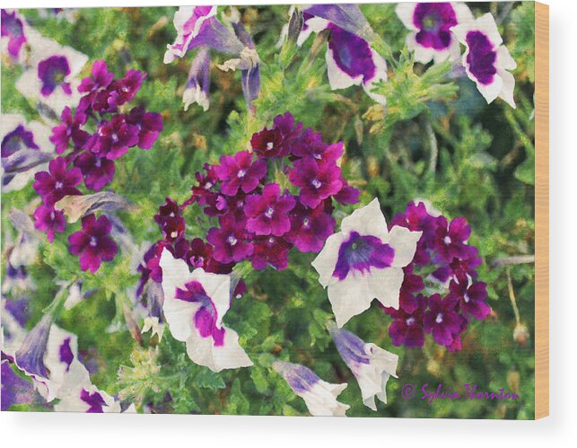 Petunia Wood Print featuring the photograph Petunias and Verbena III by Sylvia Thornton