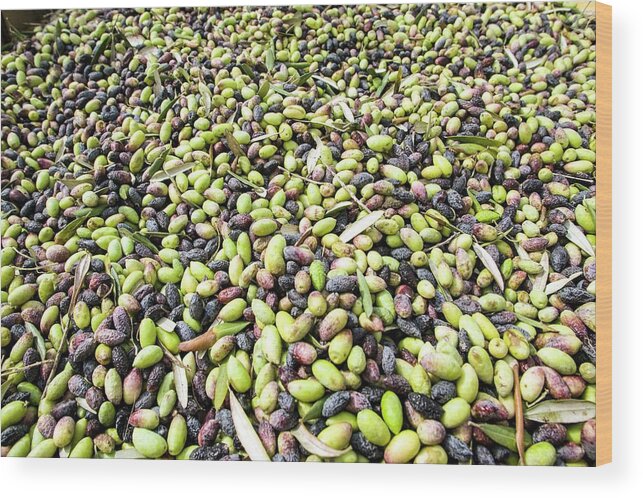 Pick Wood Print featuring the photograph Picking Olives by Photostock-israel