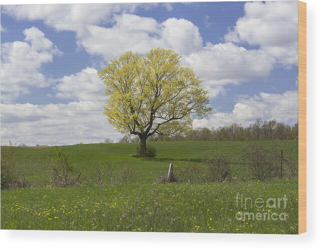 Spring Landscape Wood Print featuring the photograph Picnic Spot by Dan Hefle