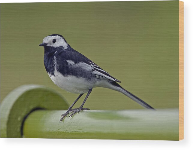 Wagtail Wood Print featuring the photograph Pied Wagtail by Paul Scoullar