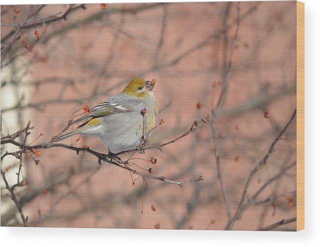 Nature Wood Print featuring the photograph Pine Grosbeak by James Petersen