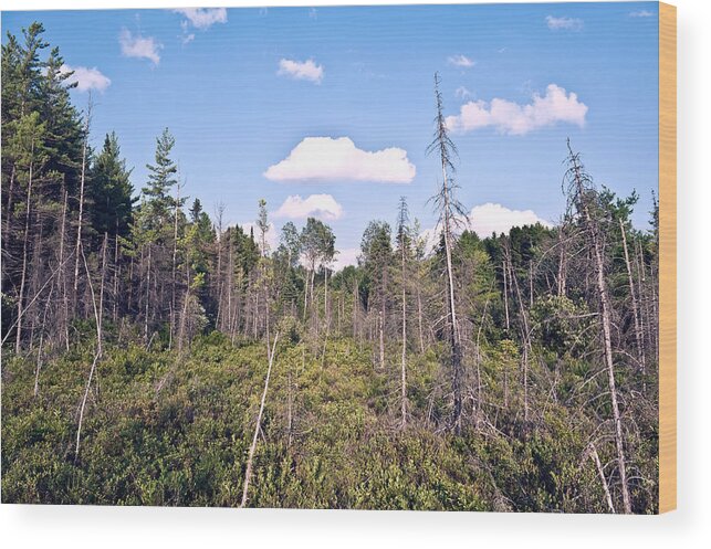 Summer Wood Print featuring the photograph Pine trees forest by Marek Poplawski