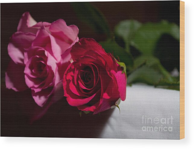 Flowers Wood Print featuring the photograph Pink And Red Rose by Matt Malloy