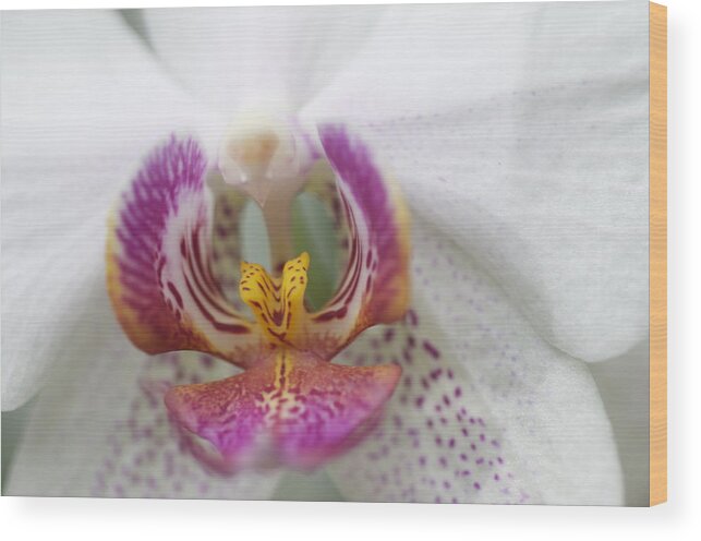 Orchid Wood Print featuring the photograph Pink and White Orchid by Sue Morris