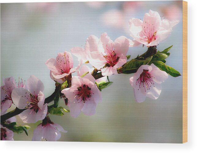  Blossoms Wood Print featuring the photograph Pink blossom by Emanuel Tanjala