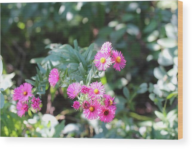 Pink Wood Print featuring the photograph Pink coneflower by Denise Cicchella