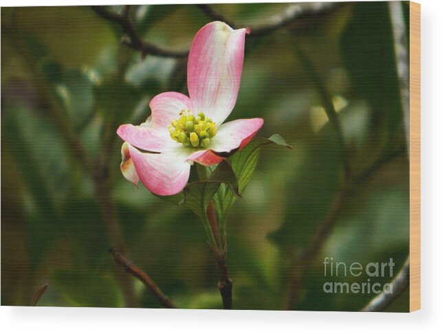 Dogwood Wood Print featuring the photograph Pink dogwood 2 by Andrea Anderegg