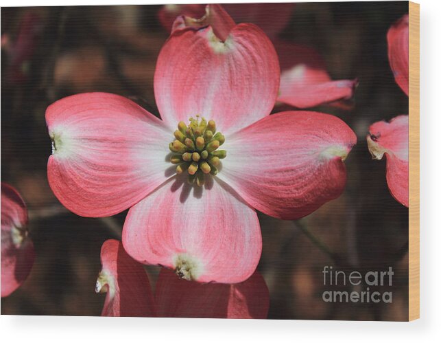 Reid Callaway Easter Pink Dogwood Wood Print featuring the photograph Pink Dogwood AT Easter 5 by Reid Callaway