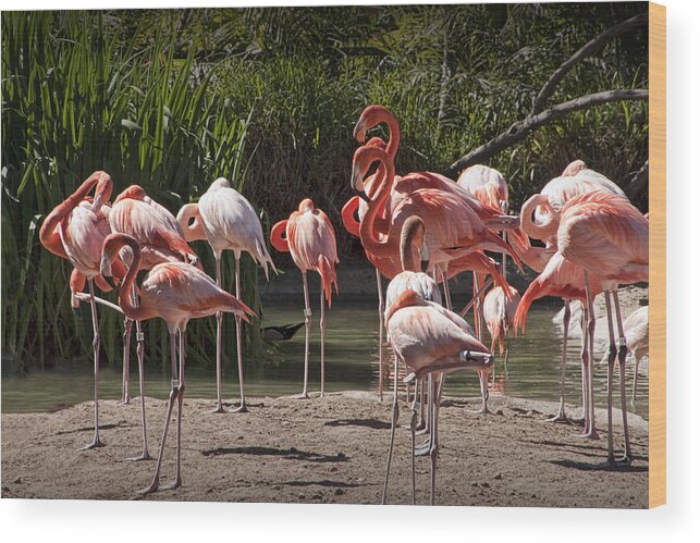 Bird Wood Print featuring the photograph Pink Falmingos at the San Diego Zoo by Randall Nyhof