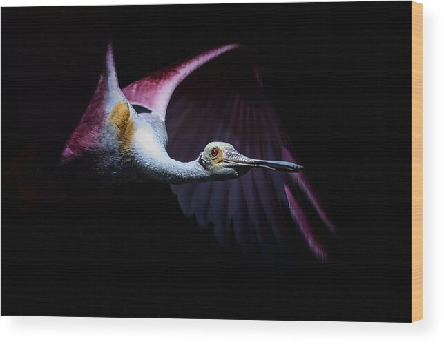 Crystal Yingling Wood Print featuring the photograph Pink Flight by Ghostwinds Photography