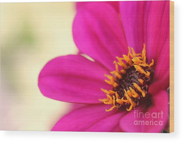 Beautiful Wood Print featuring the photograph Pink Flower by Amanda Mohler