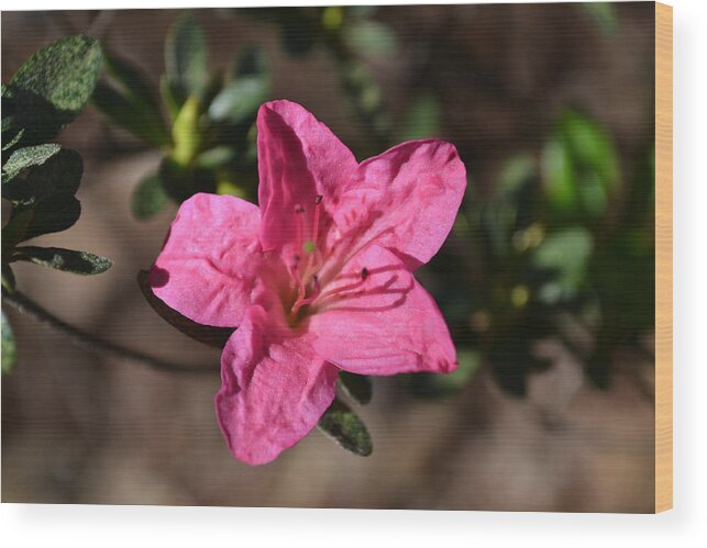 Flower Wood Print featuring the photograph Pink Flower by Tara Potts