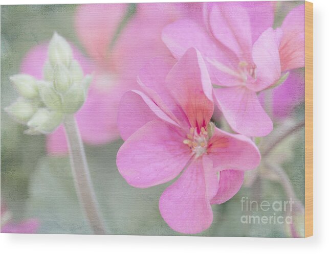 Geranium Wood Print featuring the photograph Pink Geraniums by Betty LaRue