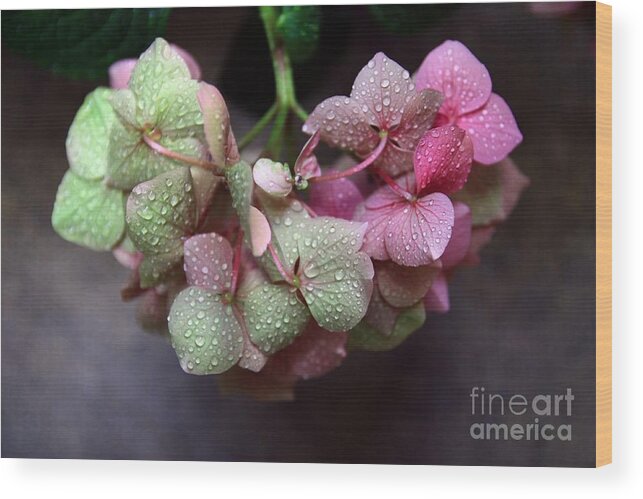 Green Wood Print featuring the photograph Pink Green and Rain by Jeremy Hayden