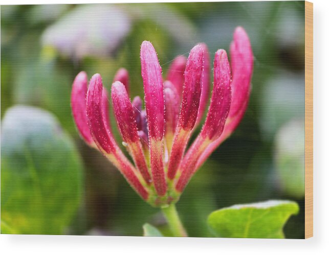 Brooch Wood Print featuring the photograph Pink HoneySuckle buds. Lonicera by Gregoria Gregoriou Crowe fine art and creative photography.