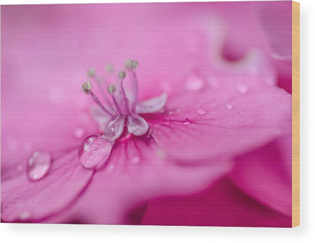 Pink Hydrangea Wood Print featuring the photograph Pink Hydrangea by Martina Fagan