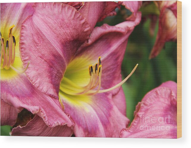  Pink Lily. Lily Wood Print featuring the photograph Pink Lily by Rosemary Aubut