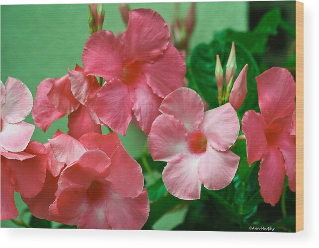 Nature Up Close Wood Print featuring the photograph Pink Mandevilla Vine by Ann Murphy