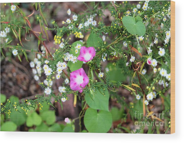 Pin Wood Print featuring the photograph Pink Morning Glory by Cynthia Snyder