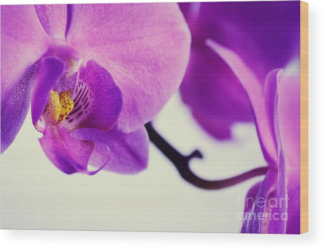 Orchids Wood Print featuring the photograph Pink Orchids Close-Up by Sabine Jacobs