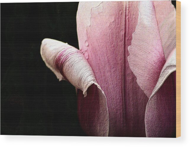 Tulip Wood Print featuring the photograph Pink Pearl Petals by Nadalyn Larsen