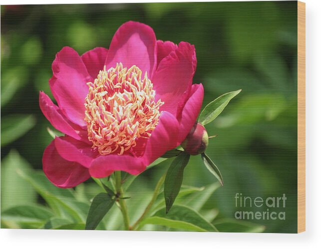 Peony Wood Print featuring the photograph Pink Peony by Living Color Photography Lorraine Lynch