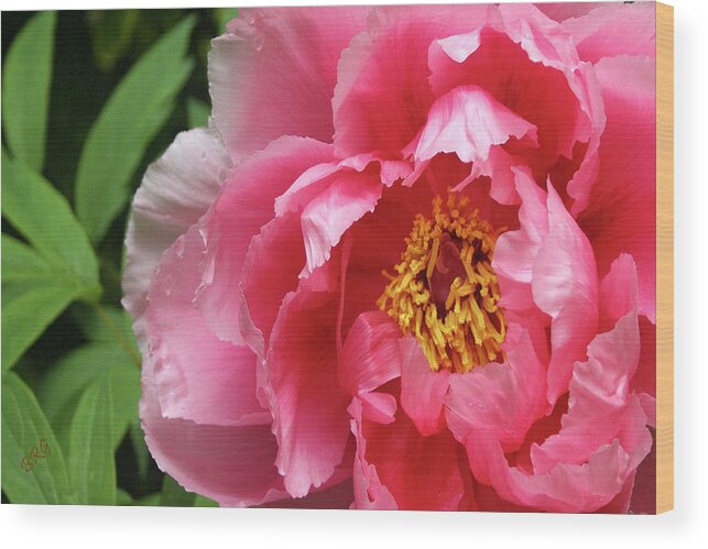 Pink Flower Wood Print featuring the photograph Pink Peony Portrait by Ben and Raisa Gertsberg