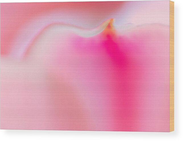Nature Wood Print featuring the photograph Pink Petal by Joan Herwig