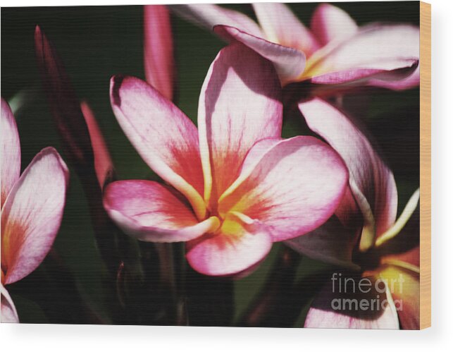 Plumeria Wood Print featuring the photograph Pink Plumeria by Angela DeFrias